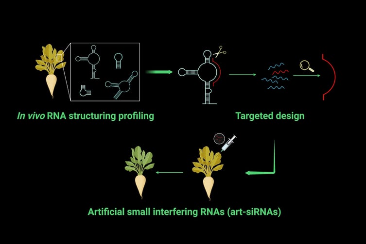 siRNA product