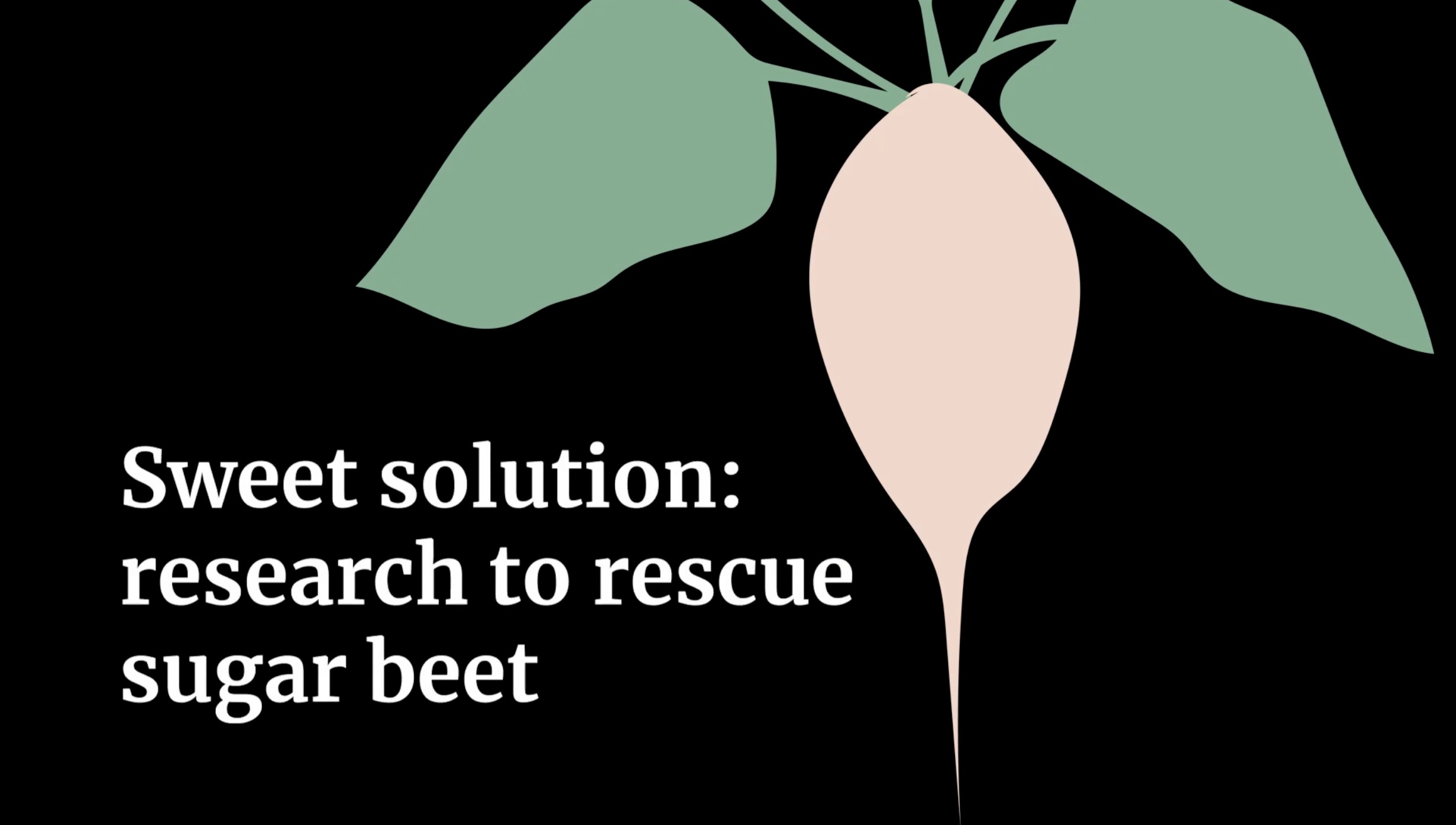 Sweet solution: research to rescue sugar beet